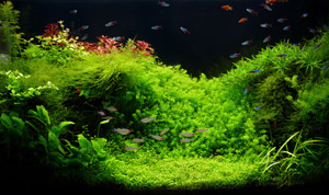 Aquarium - © Wizard - Fotolia.com