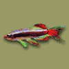 Kardinalfisch